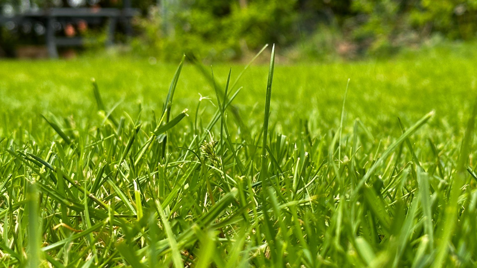 RoboUp grass